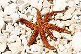 sea star sitting on stoned beach