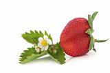 Strawberry with Flower Leaf Sprig