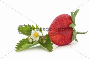 Strawberry with Flower Leaf Sprig
