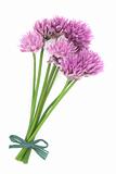 Chives Herb