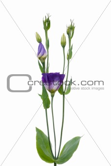 Beautiful violet flower