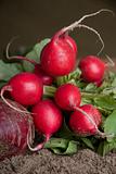 Still life of radishes