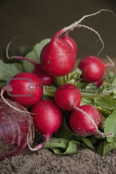 Still life of radishes