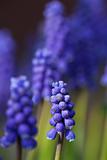 closeup of a purple hyacinth in spring