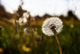 dandelion in the sun