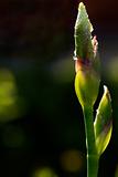 bud of a yellow iris