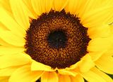 detail of sunflower