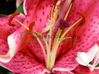 detail of lily