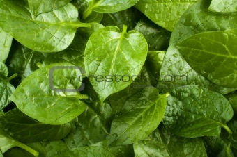 Spinach  background