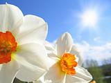 Spring flower - narcissus