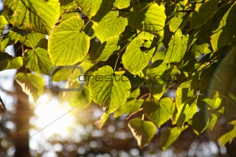 Linden leaves in forest, backlit