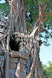 Banyan Tree Growing Over Angkor Temple