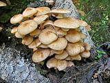 Cluster of fungus