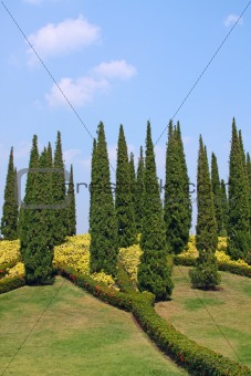 Cypress trees in park