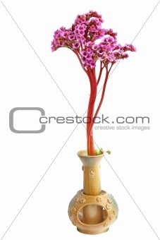 Bergenia crassifolia - beautiful purple flower