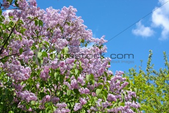 Common Lilac (Syringa vulgaris)