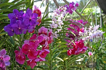 Many orchids