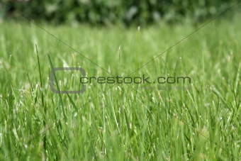 Fresh grass on meadow