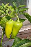 Peppers ripening on a plant