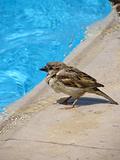 Sparrow at  a pool