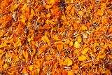 Dried marigold flowers (tagetes)
