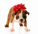 puppy for present