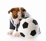 puppy with soccer ball
