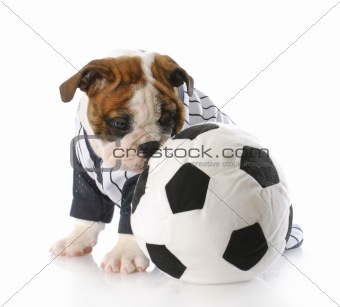 puppy with soccer ball