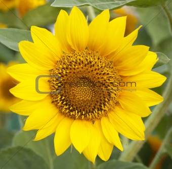 Sunflower on background of leaves