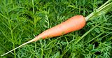 Carrot on background of leaves