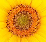 Close up of the sunflower