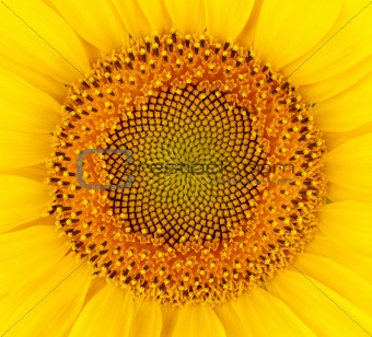 Close up of the sunflower