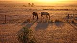 Horses in sunset, outback Queensland Australia
