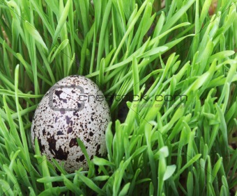 Quail egg in the grass