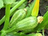 Young squash the beds
