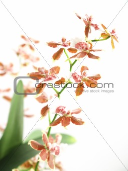 Blooming oncidium