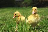 small ducks 
