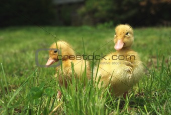 small ducks 