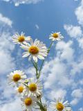 White daisies on a background of a beautiful sky