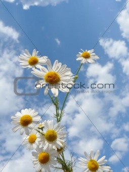 White daisies on a background of a beautiful sky