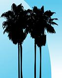Twin Palm Trees