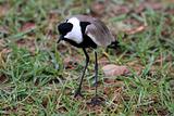 Bird - Wildlife Sanctuary - Uganda