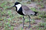 Bird - Wildlife Sanctuary - Uganda