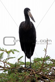 Ibis Bird - Wildlife Sanctuary - Uganda