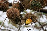 Yellow Weaver Bird - Wildlife Sanctuary - Uganda
