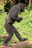 Chimpanzee - Uganda