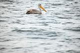 Pelican - Wildlife Sanctuary - Uganda