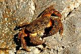middle size crab on rock