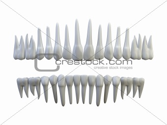 isolated teeth