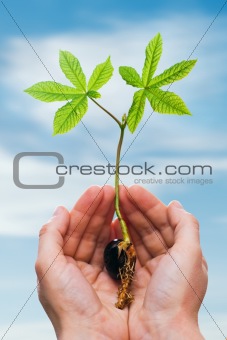 Chestnut sprout in hand